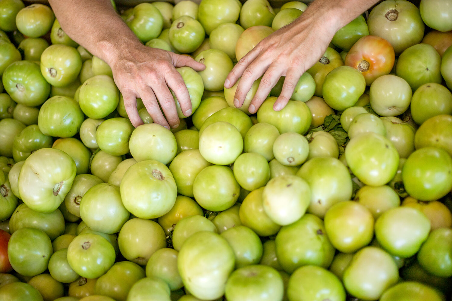 Green tomatoes